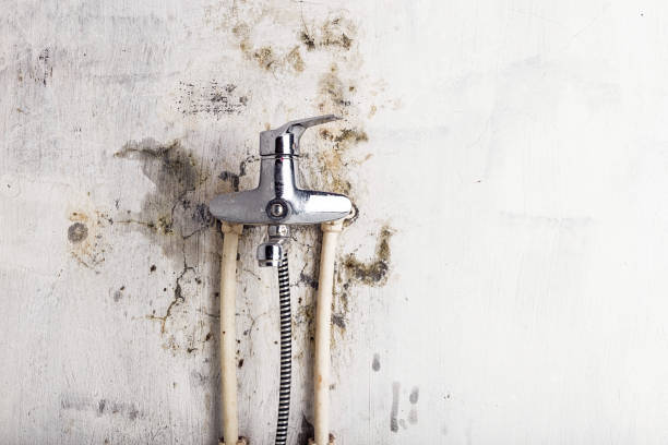 Best Mold Removal Company Near Me  in Mcmurray, PA
