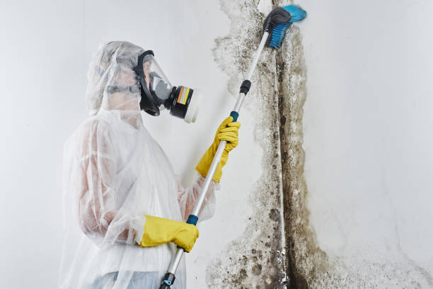 Best Mold Damage Repair  in Mcmurray, PA