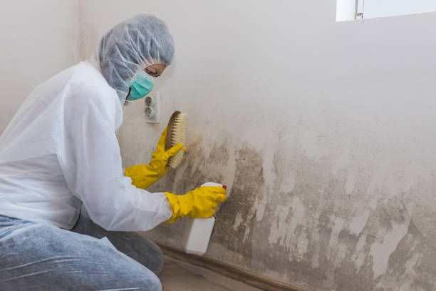 Best Mold Remediation Services  in Mcmurray, PA