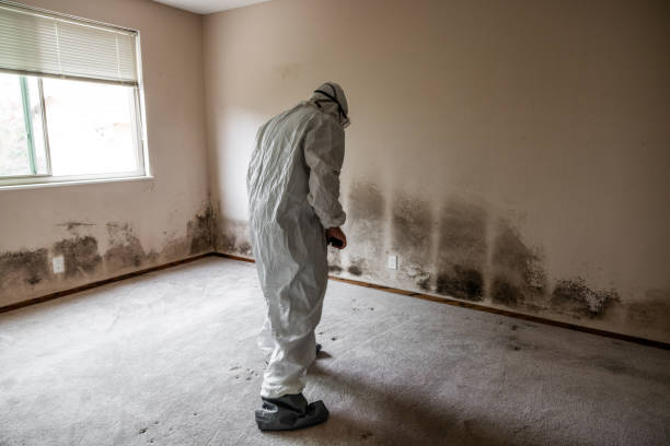 Best Emergency Mold Removal  in Mcmurray, PA