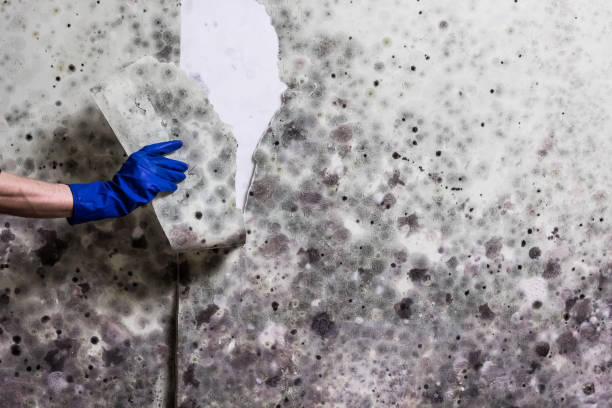 Best Office Mold Removal Services  in Mcmurray, PA