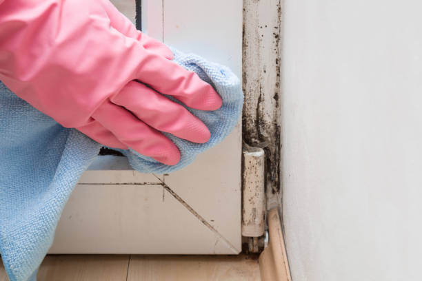 Best Crawl Space Mold Removal  in Mcmurray, PA